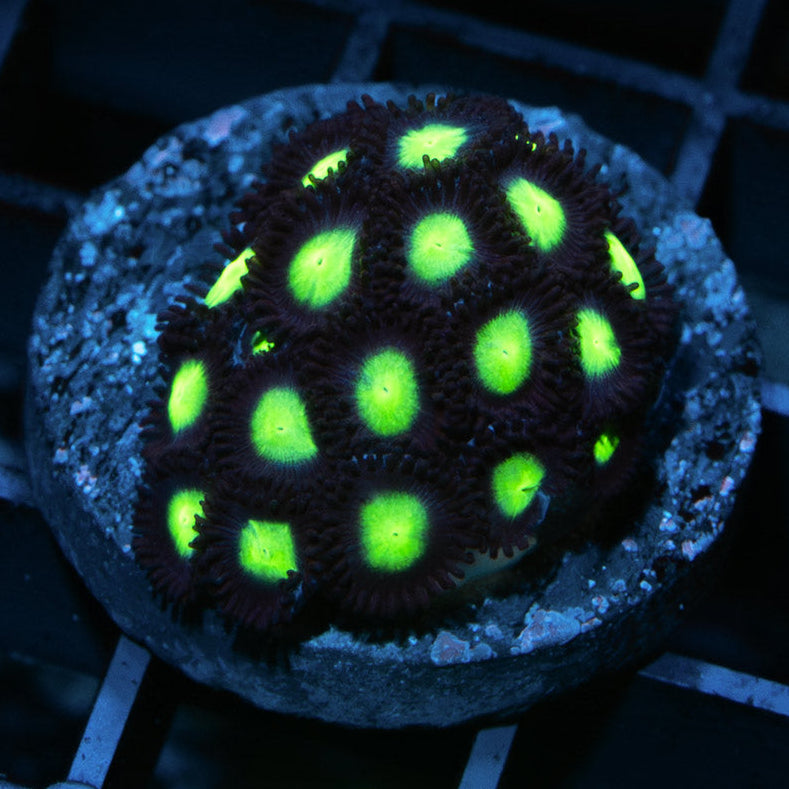 SBM Zoanthus Hulk 25 pol