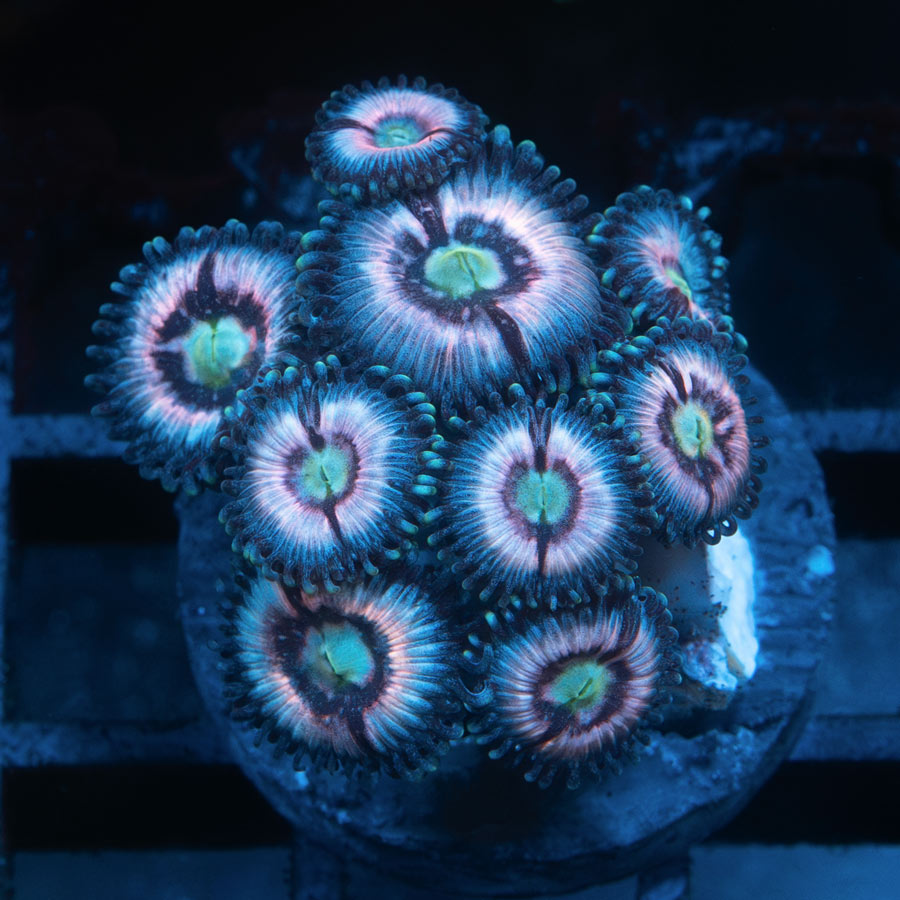 SBM Zoanthus Ice Phantom