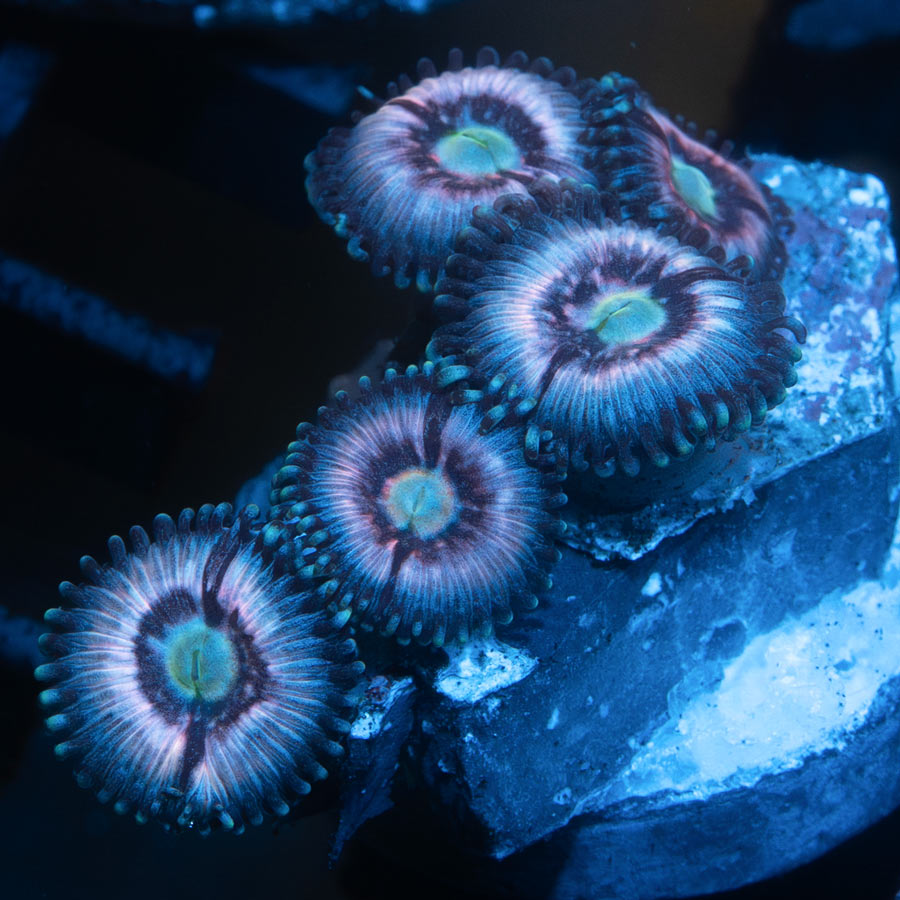 SBM Zoanthus Ice Phantom