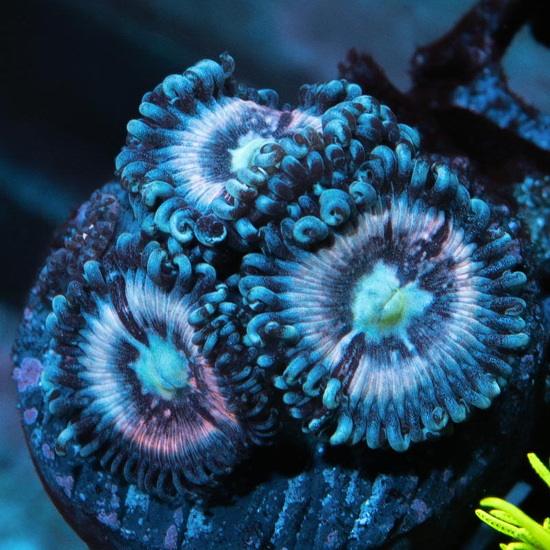 SBM Zoanthus Ice Phantom 3 pol