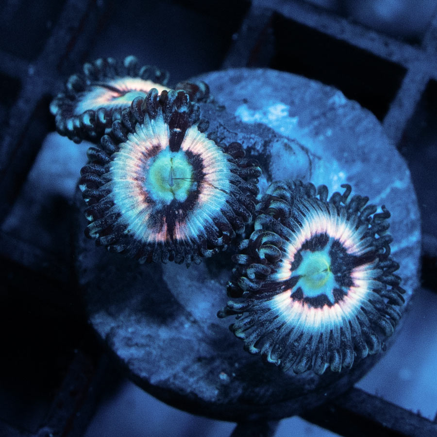 SBM Zoanthus Ice Phantom 3 pol