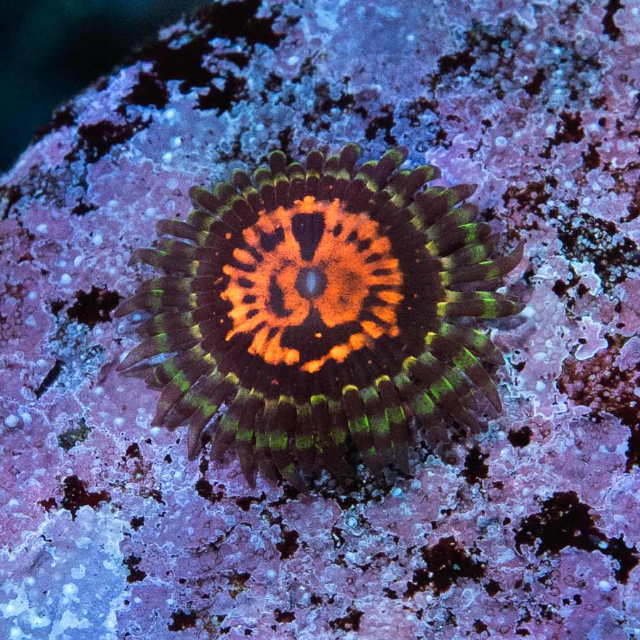 SBM Zoanthus WWC Illuminati 1 pol
