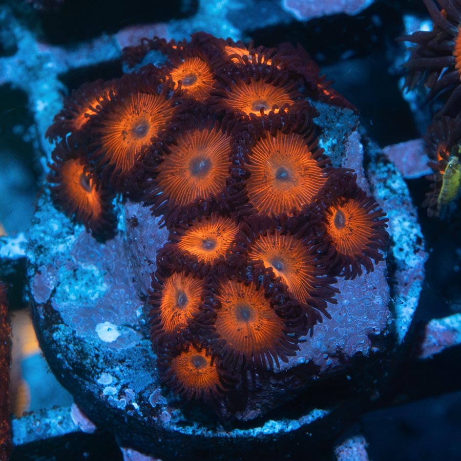 SBM Zoanthus Kedd's Red 15 pol