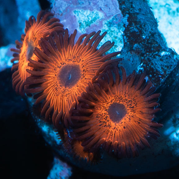 SBM Zoanthus Kedd's Red 4 pol