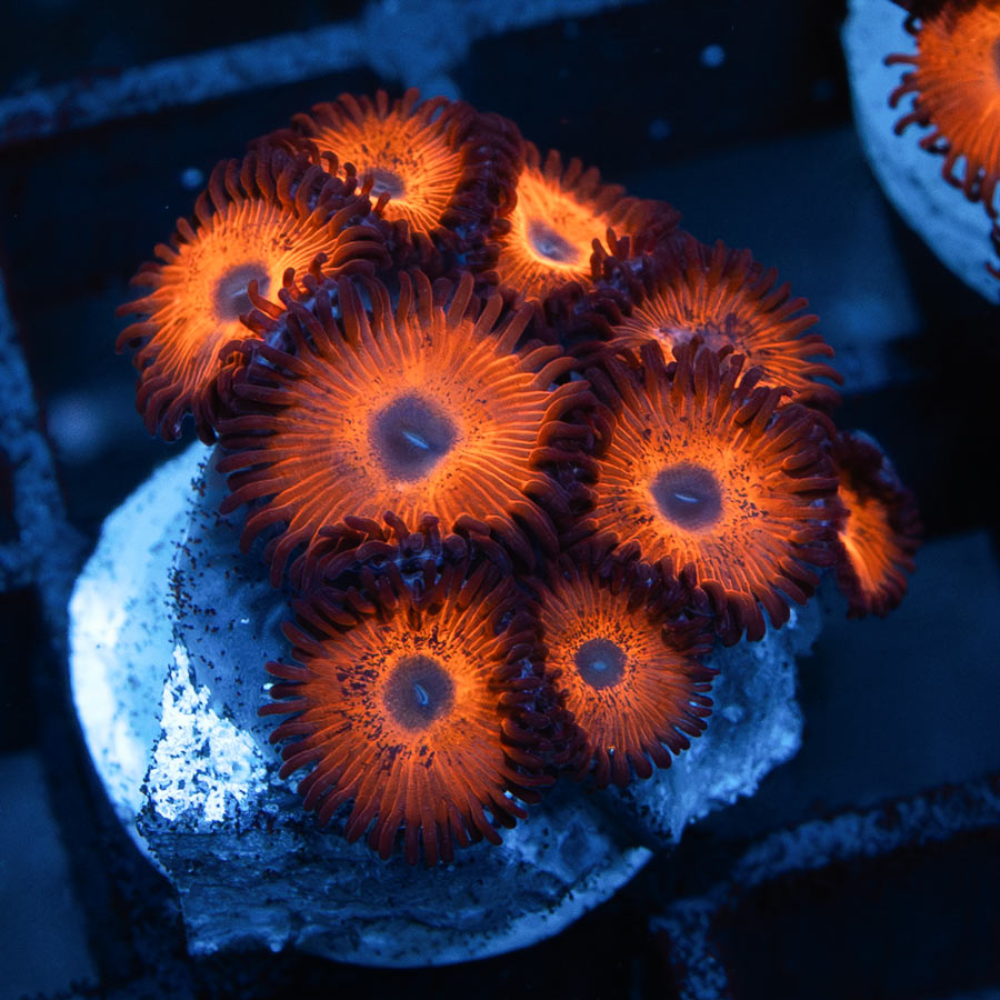SBM Zoanthus Kedd's Red