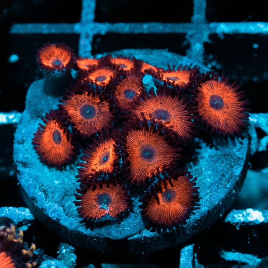 SBM Zoanthus Kedds Red 15 pol