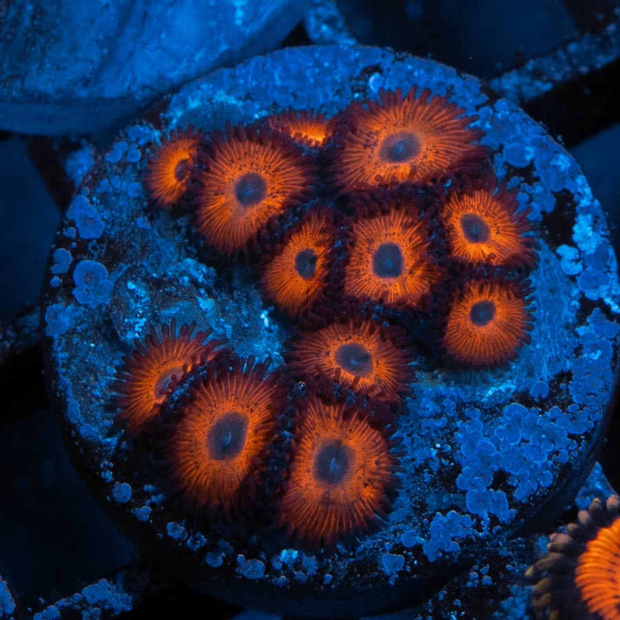 SBM Zoanthus Kedds Red 12 pol