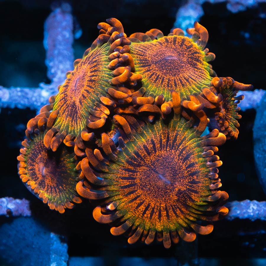SBM Zoanthus  Speckled Krakatoa 5 pol