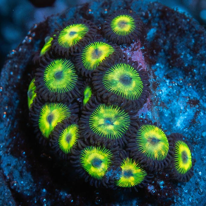 SBM Zoanthus Kriptonite 15 pol