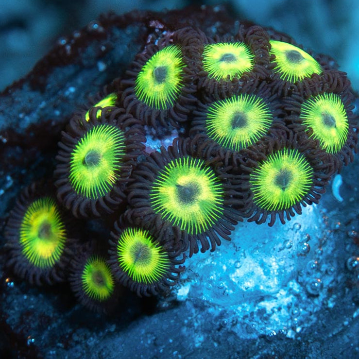 SBM Zoanthus Kriptonite 10 pol