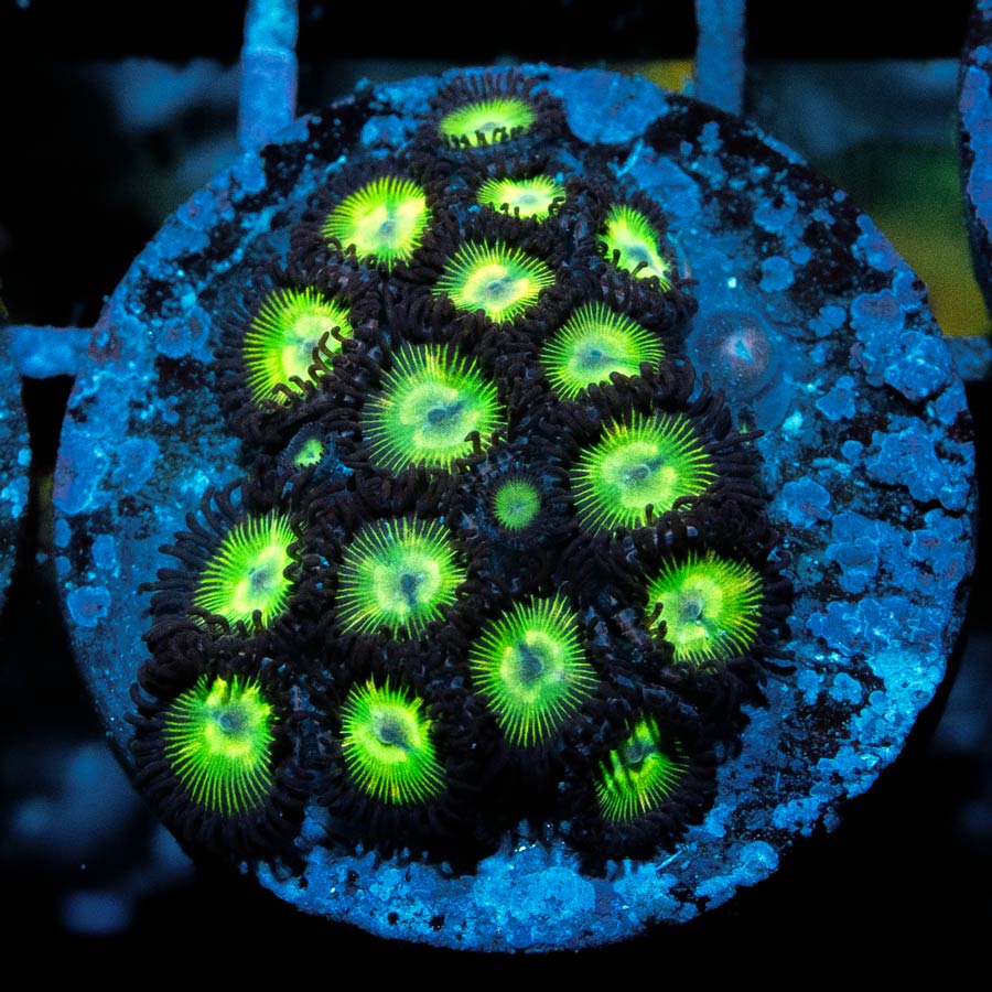 SBM Zoanthus Kryptonite 20 pol