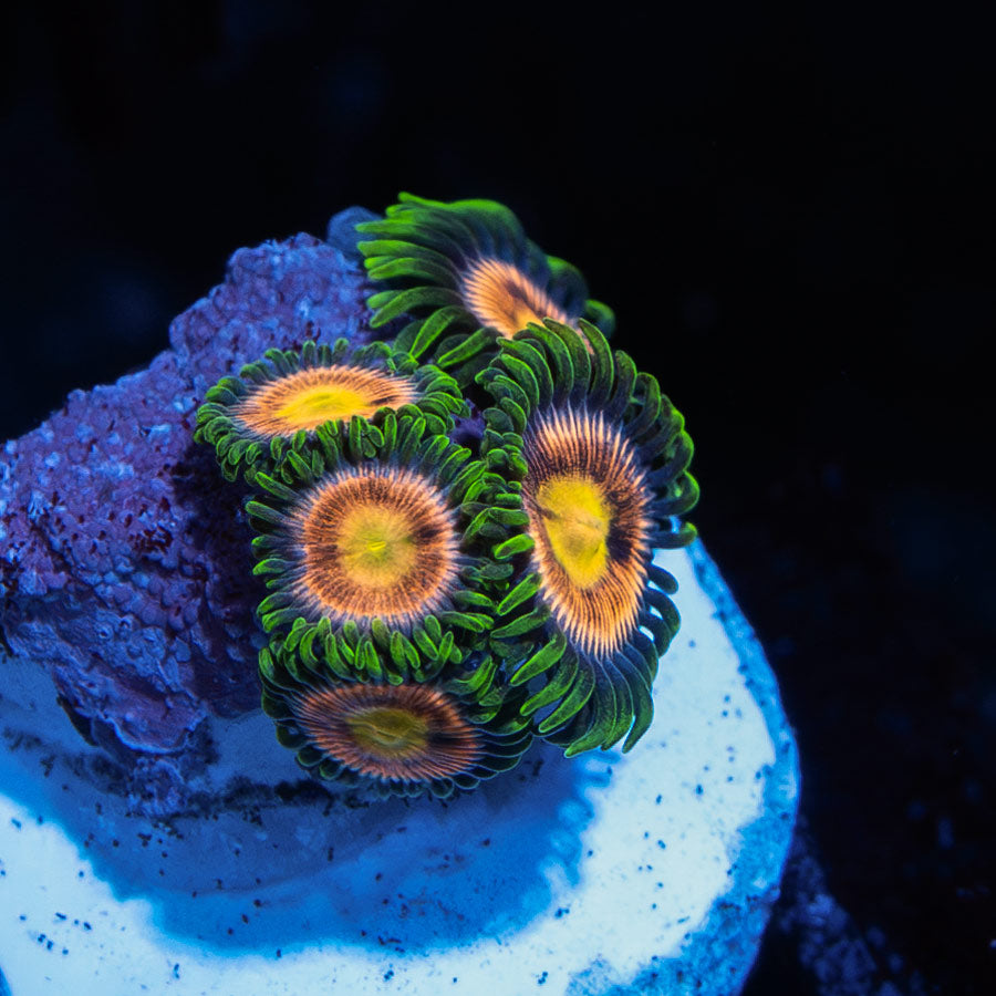SBM Zoanthus Laser Lemon