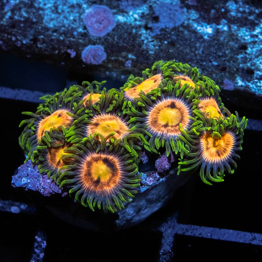 SBM Zoanthus Laser Lemon