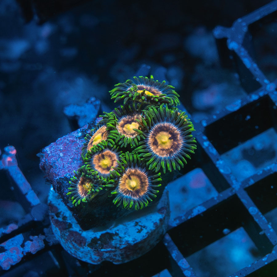 SBM Zoanthus Laser Lemon