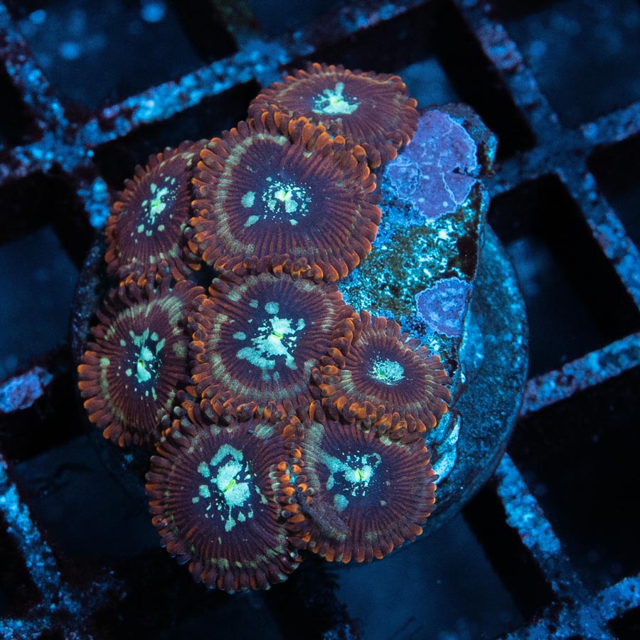 SBM Zoanthus Magician 10 pol