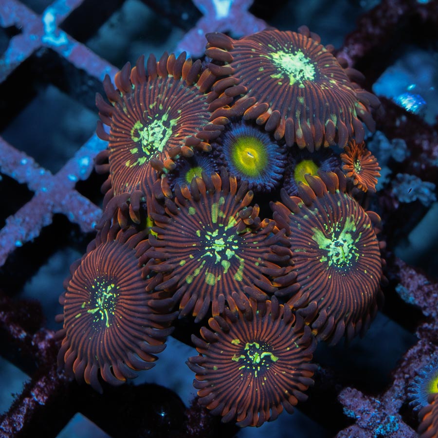 SBM Zoanthus Magician + AOI