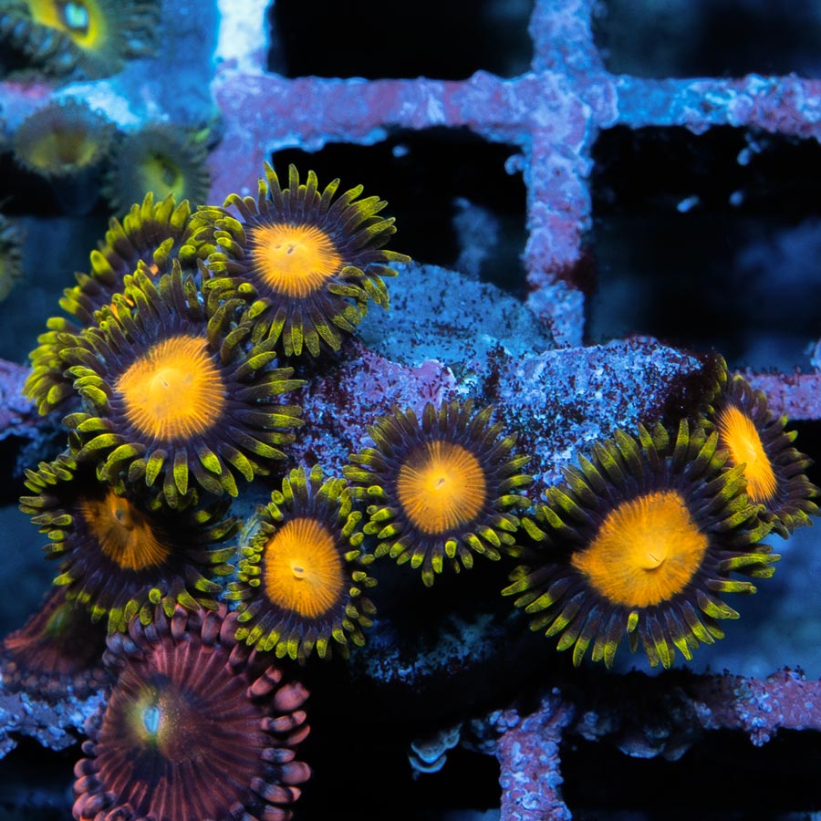 SBM Zoanthus Midas