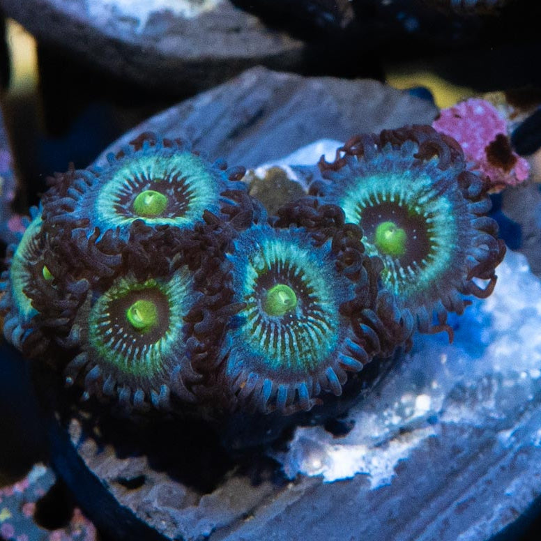SBM Zoanthus Nebula Frozen 6 pol