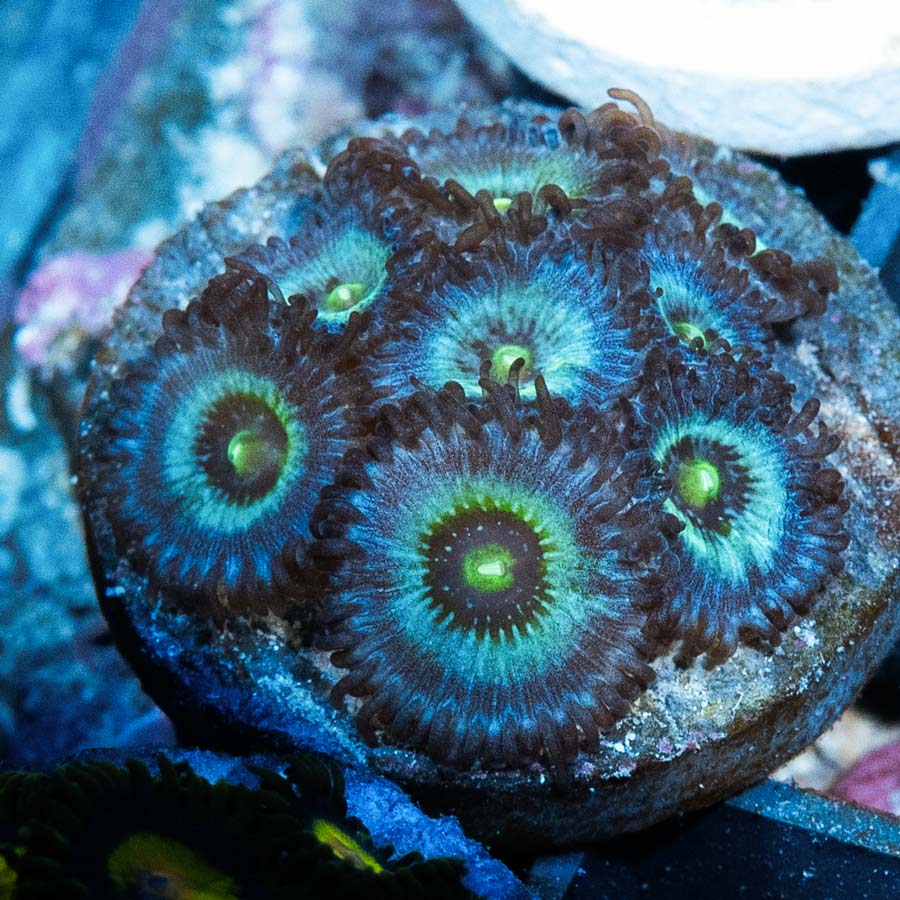SBM Zoanthus Nebula Frozen 10 pol