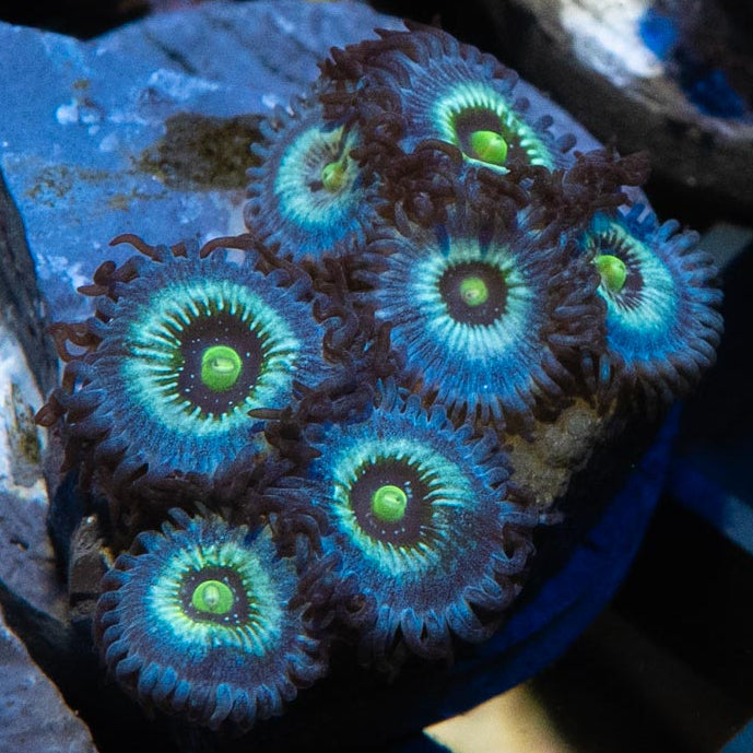 SBM Zoanthus Nebula Frozen 7 pol
