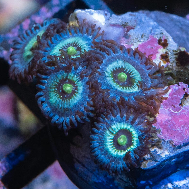 SBM Zoanthus Nebula Frozen 5 pol