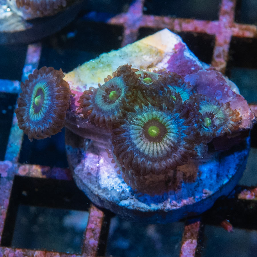 SBM Zoanthus Nebula Frozen 6 pol
