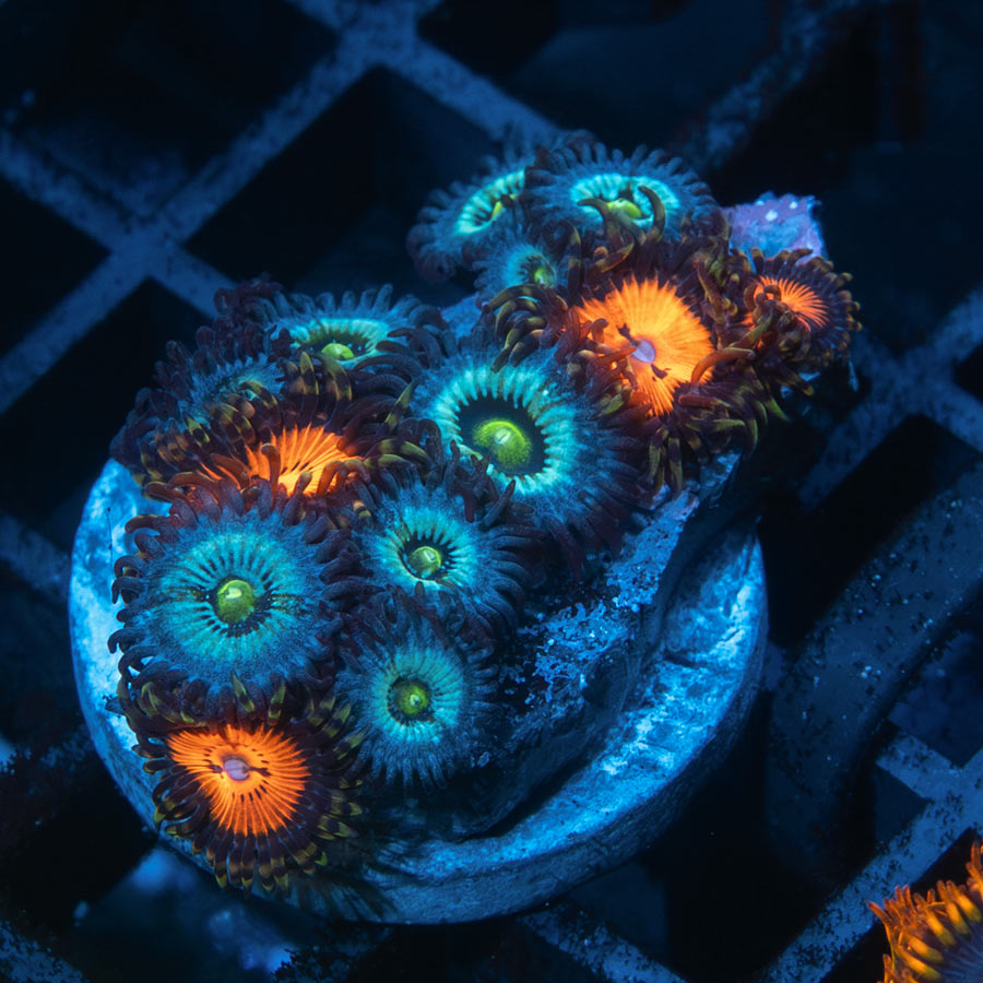 SBM Zoanthus Nebula Frozen + Blood Sucker