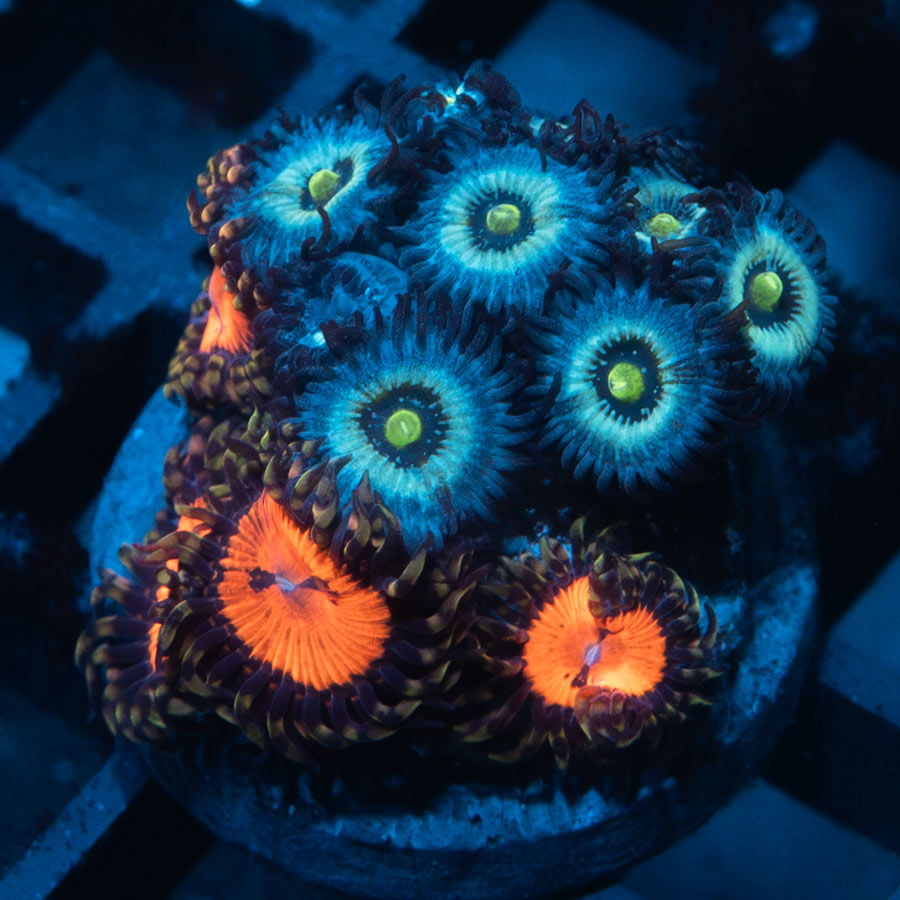 SBM Zoanthus Nebula Frozen + Blood Sucker