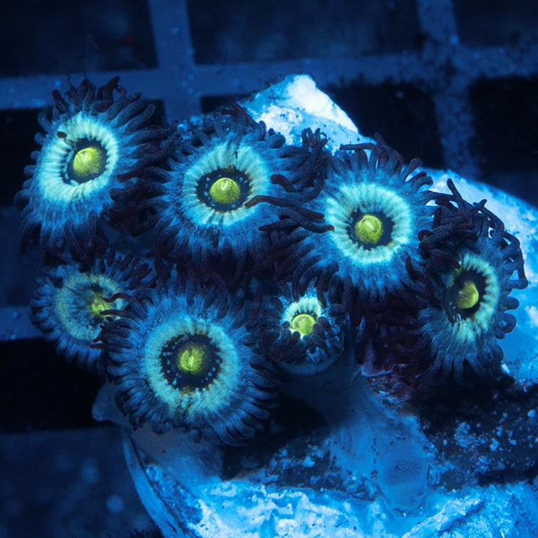 SBM Zoanthus Nebula Frozen