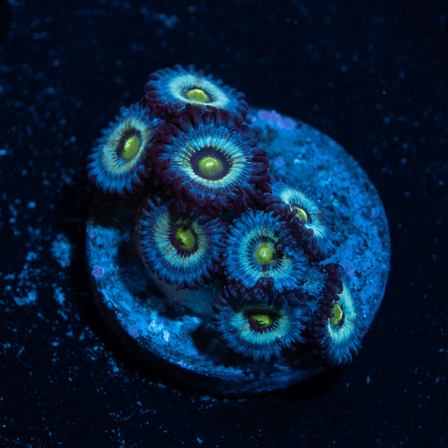 SBM Zoanthus Nebula Frozen