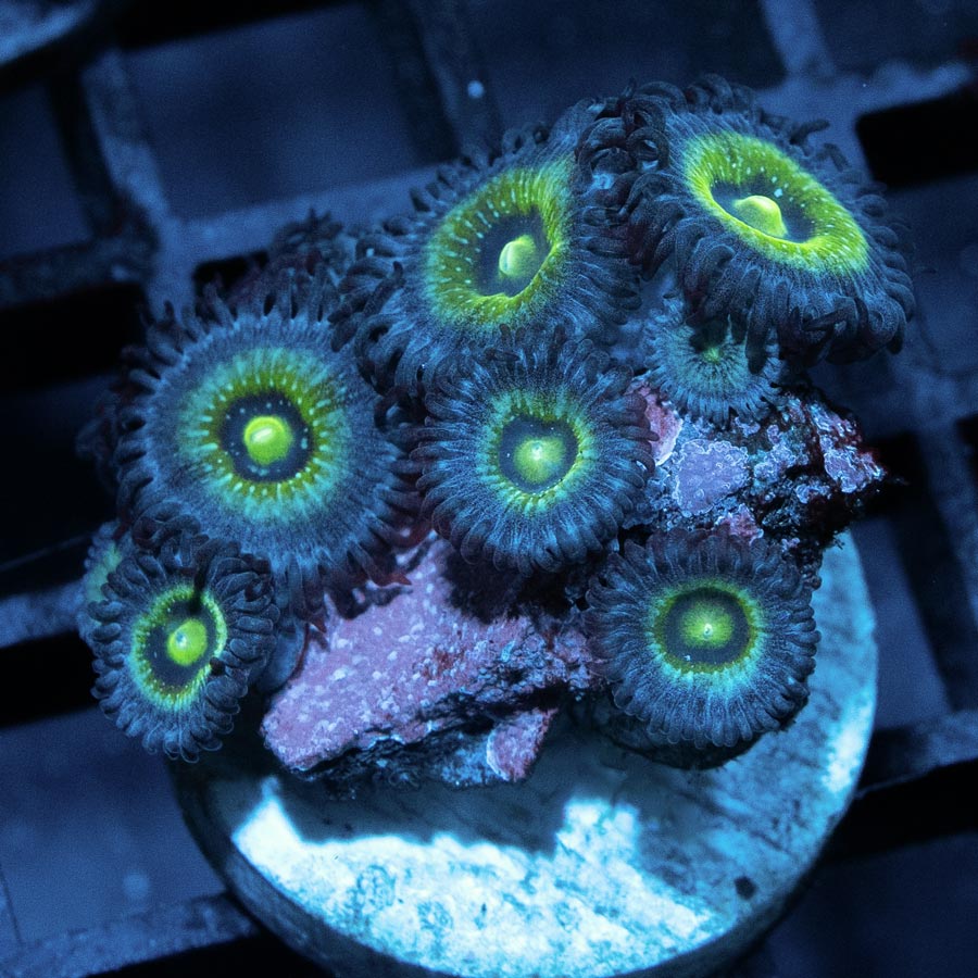 SBM Zoanthus Nebula Frozen 10 pol