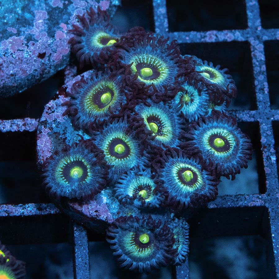 SBM Zoanthus Nebula Frozen 15 pol
