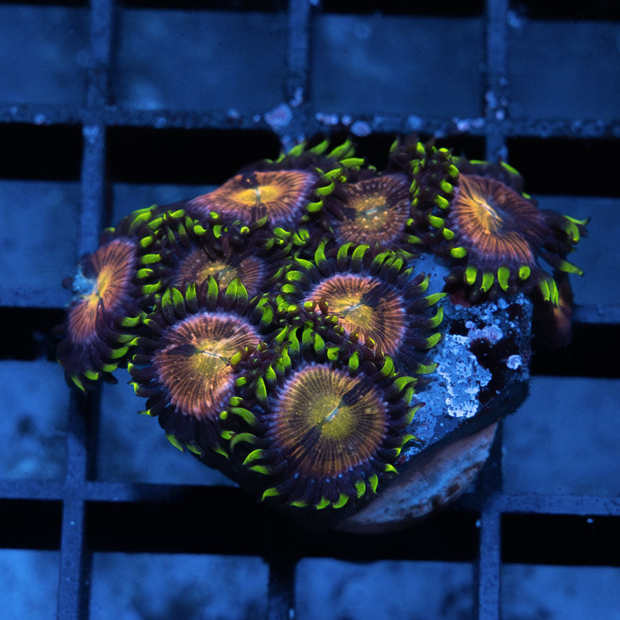 SBM Zoanthus Nirvana