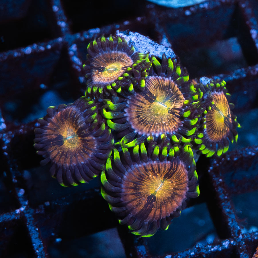 SBM Zoanthus Nirvana