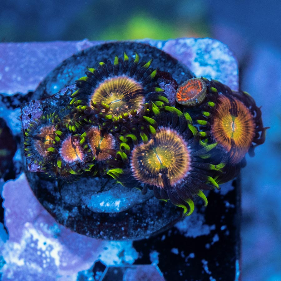 SBM Zoanthus Nirvana 10 pol