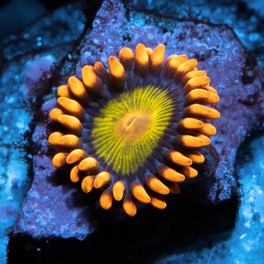 SBM Zoanthus Orange Mandarin 1 pol