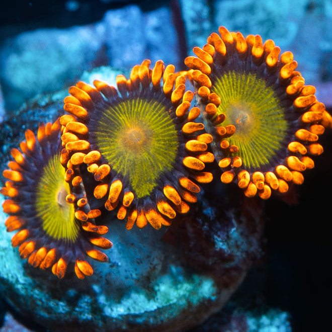 SBM Zoanthus Orange Mandarin 4 pol