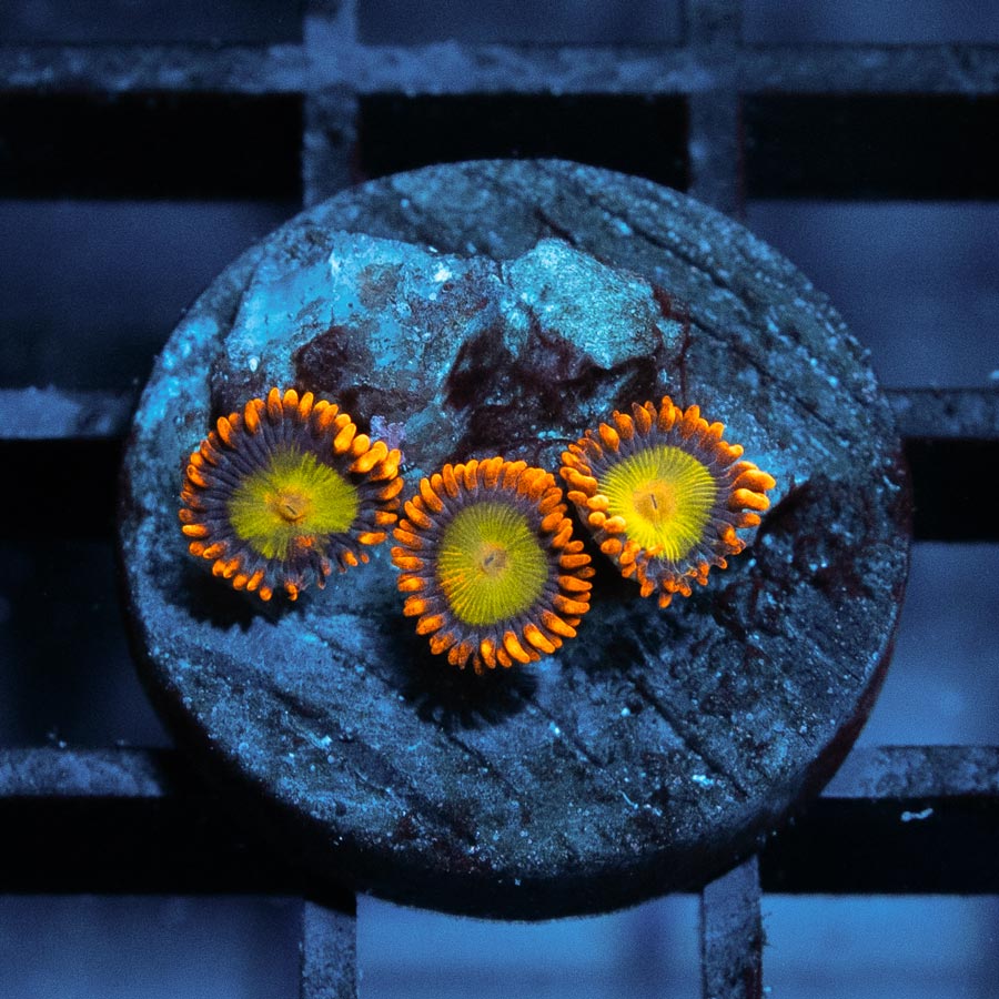 SBM Zoanthus Orange Mandarin 3 pol