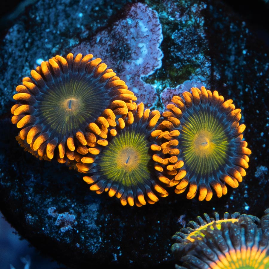 SBM Zoanthus Orange Mandarin 3 pol