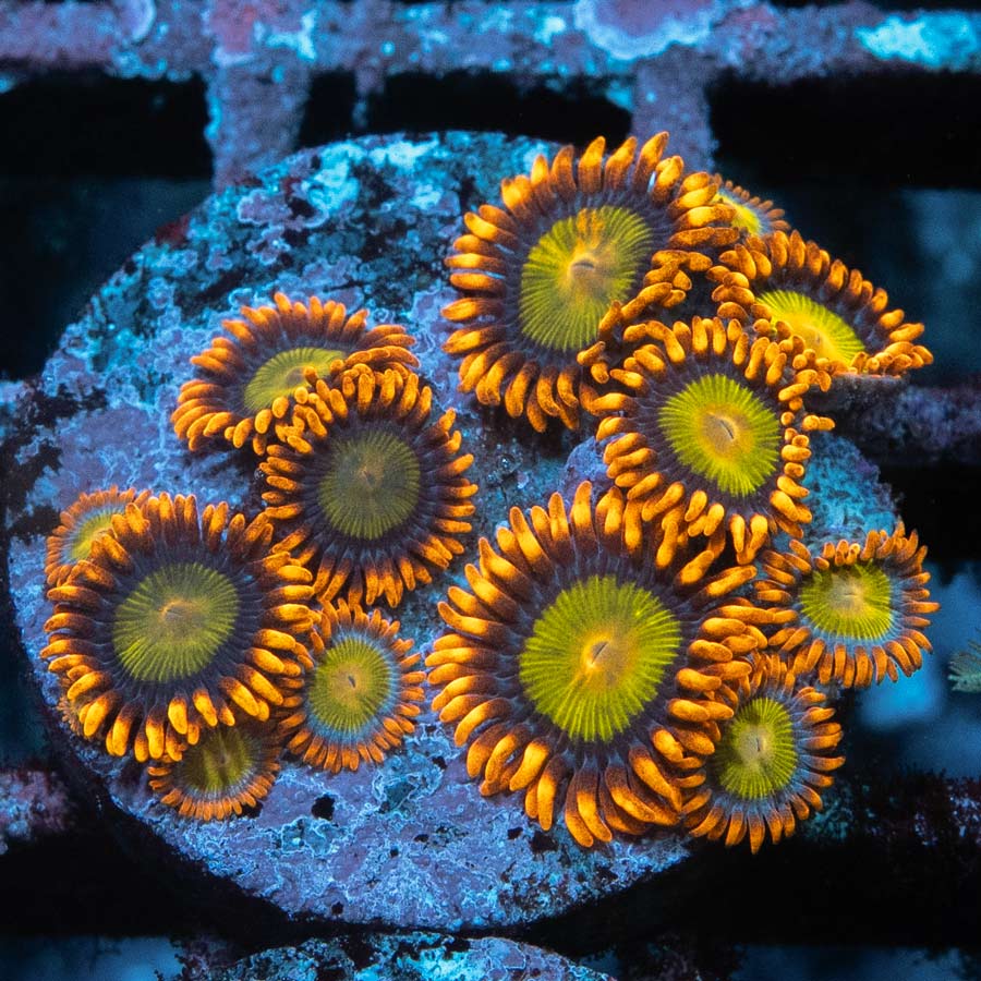 SBM Zoanthus Orange Mandarin 15 pol