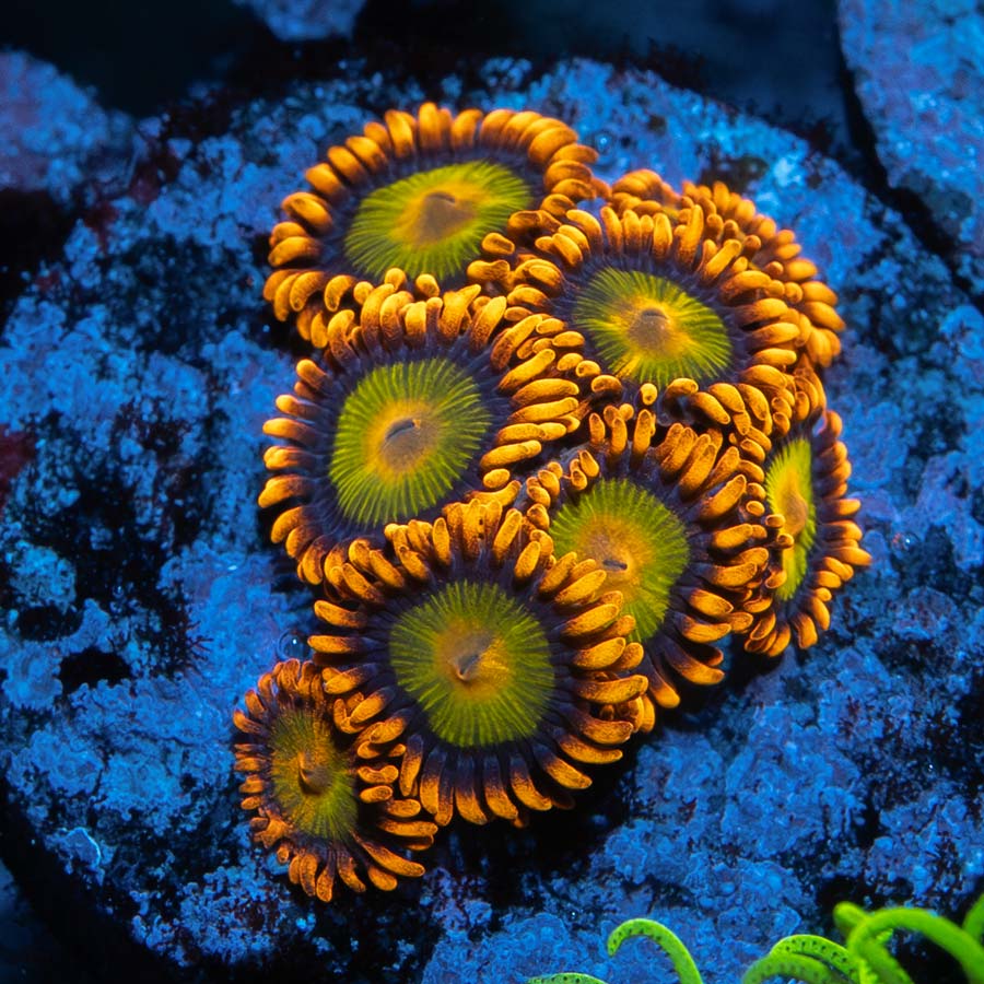 SBM Zoanthus Orange Mandarin 10 pol