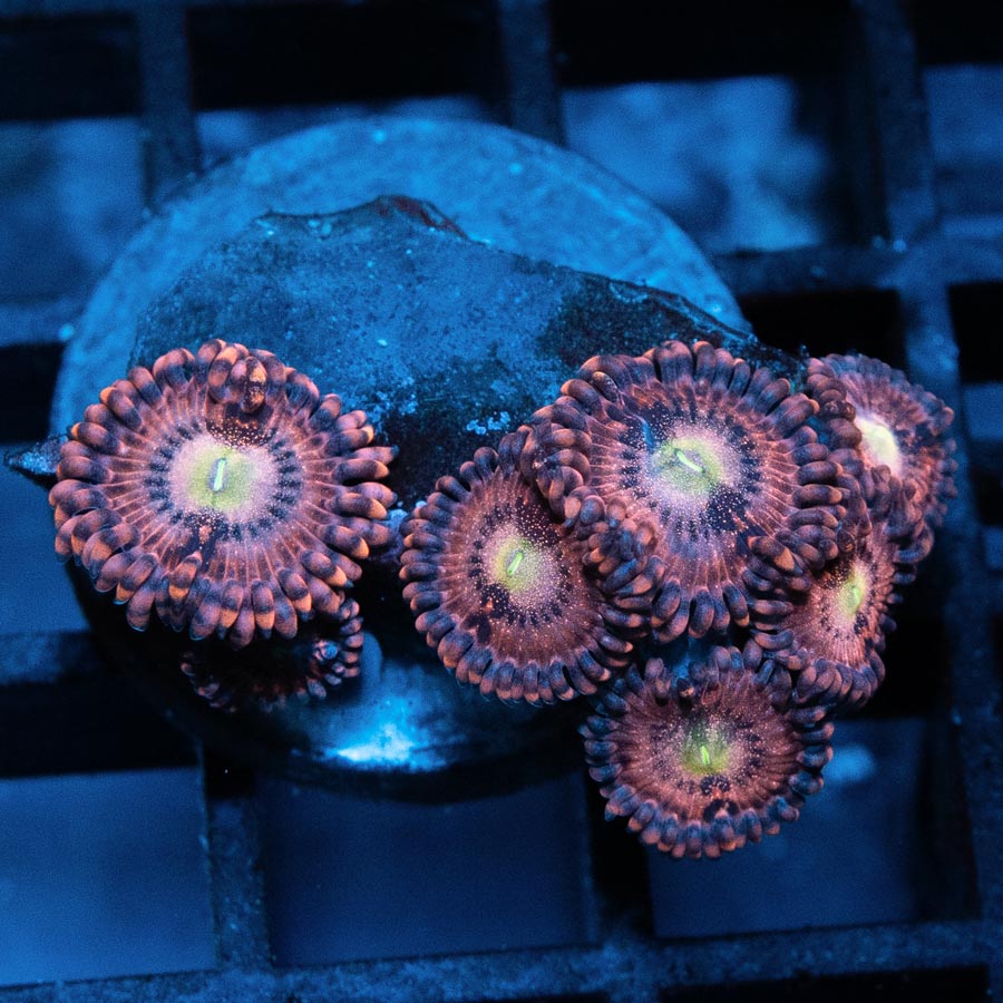 SBM Zoanthus Pink Sakura 7 pol