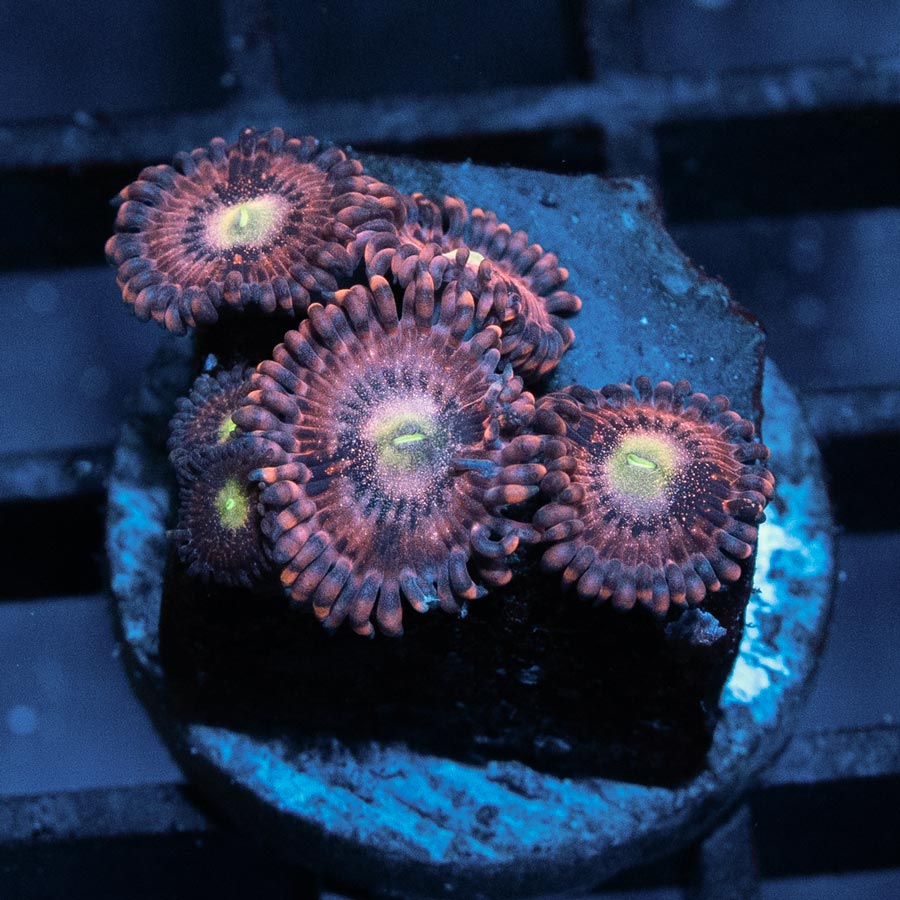 SBM Zoanthus Pink Sakura 6 pol