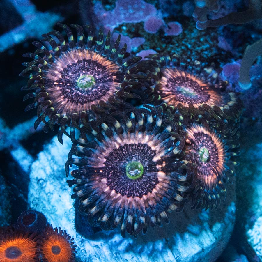 SBM Zoanthus Pink Zipper 4 pol