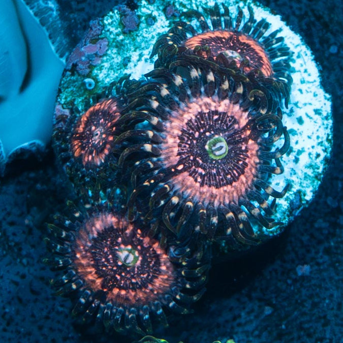 SBM Zoanthus Pink Zipper 4 pol