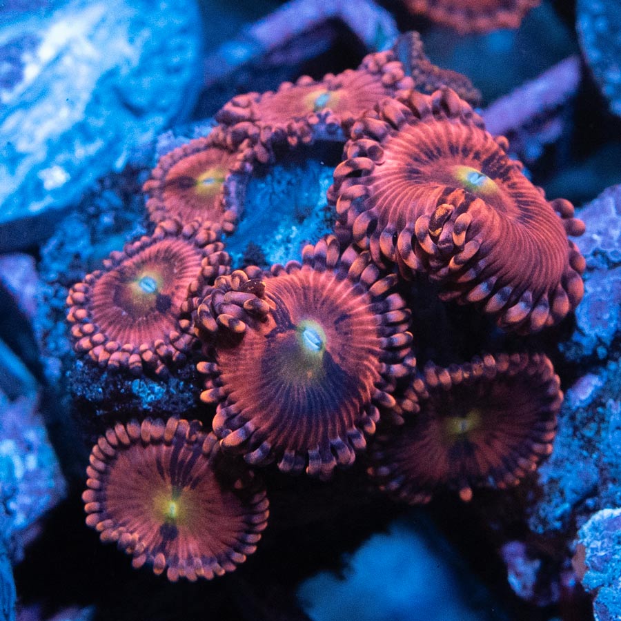 SBM Zoanthus PlayBoy