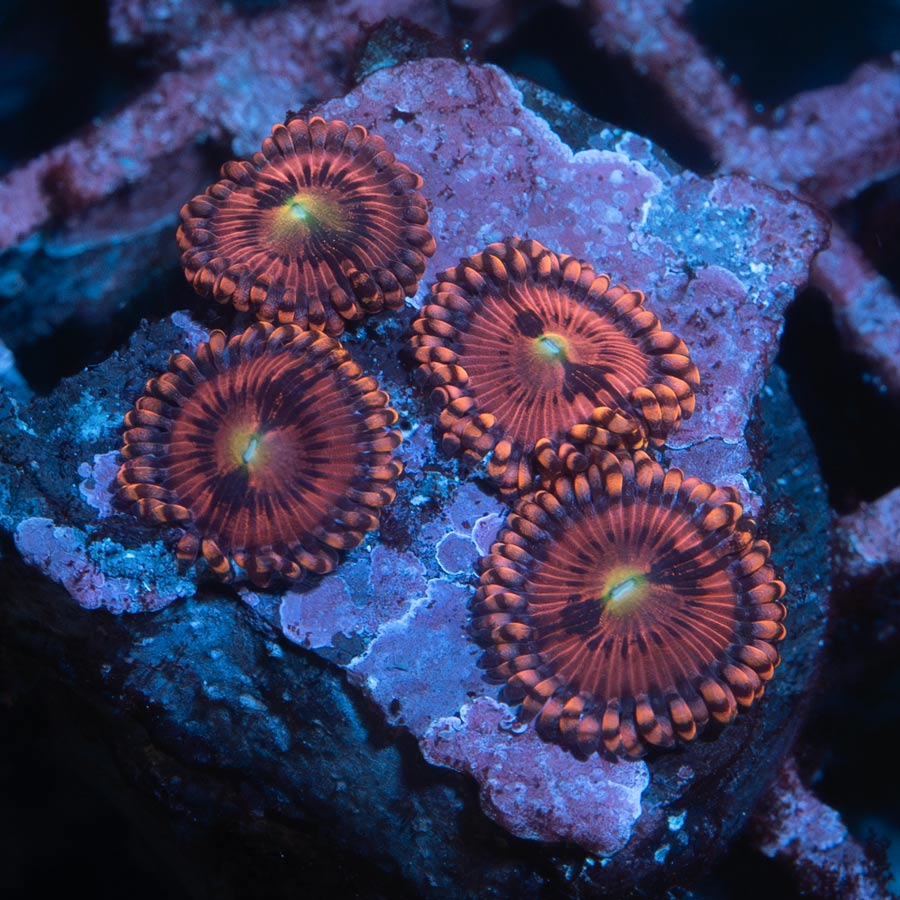 SBM Zoanthus PlayBoy