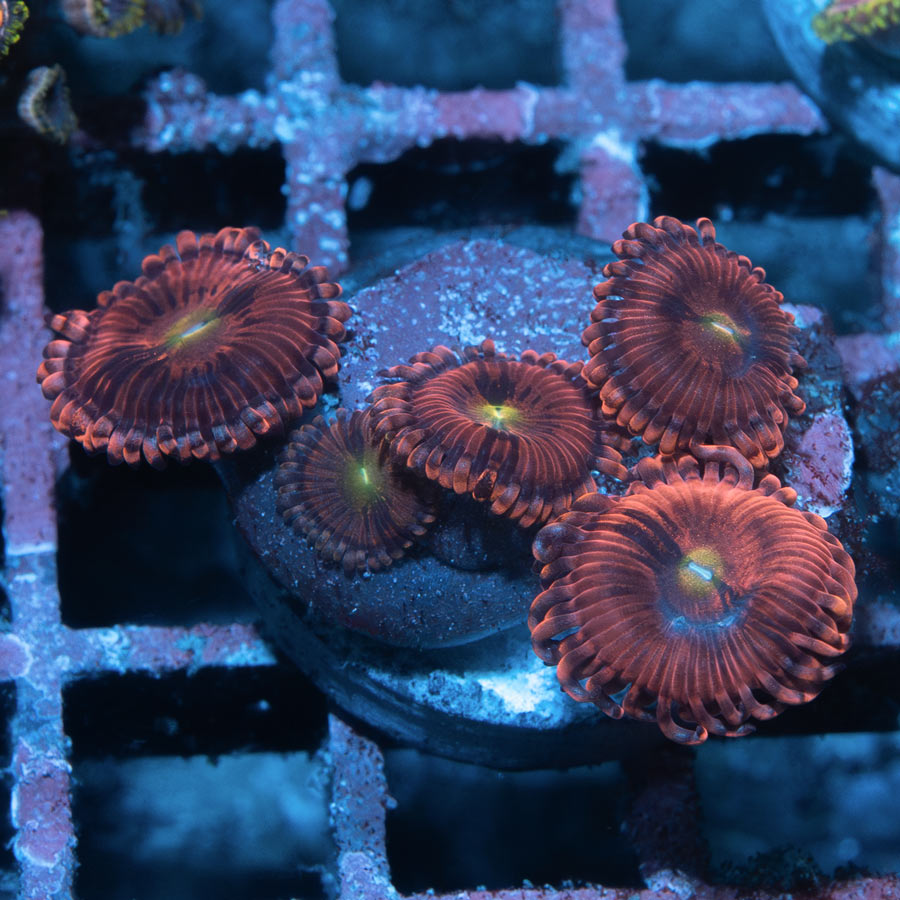 SBM Zoanthus PlayBoy