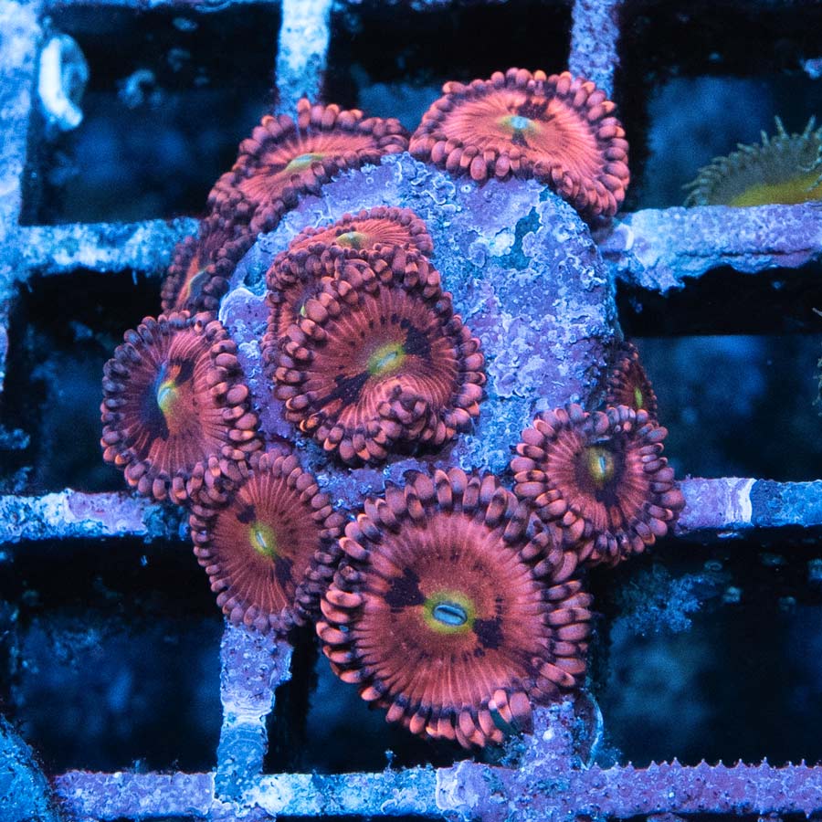 SBM Zoanthus PlayBoy