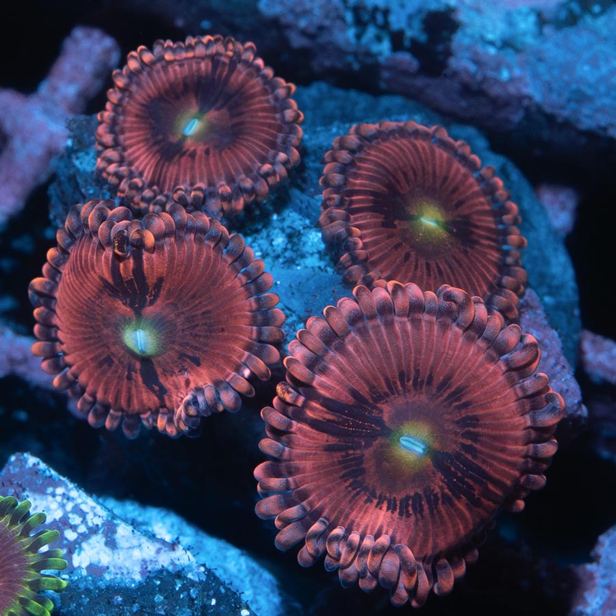 SBM Zoanthus PlayBoy